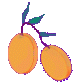 apricots ©ejm2003